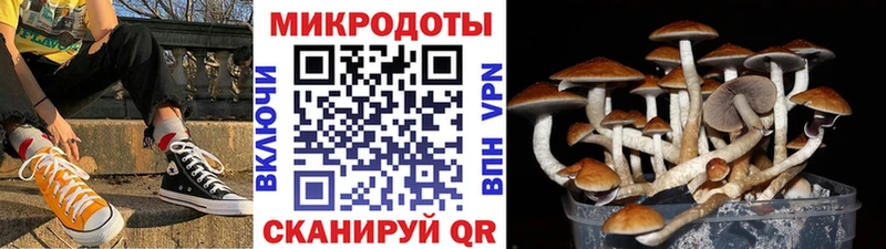 Галлюциногенные грибы Psilocybe  Сретенск 